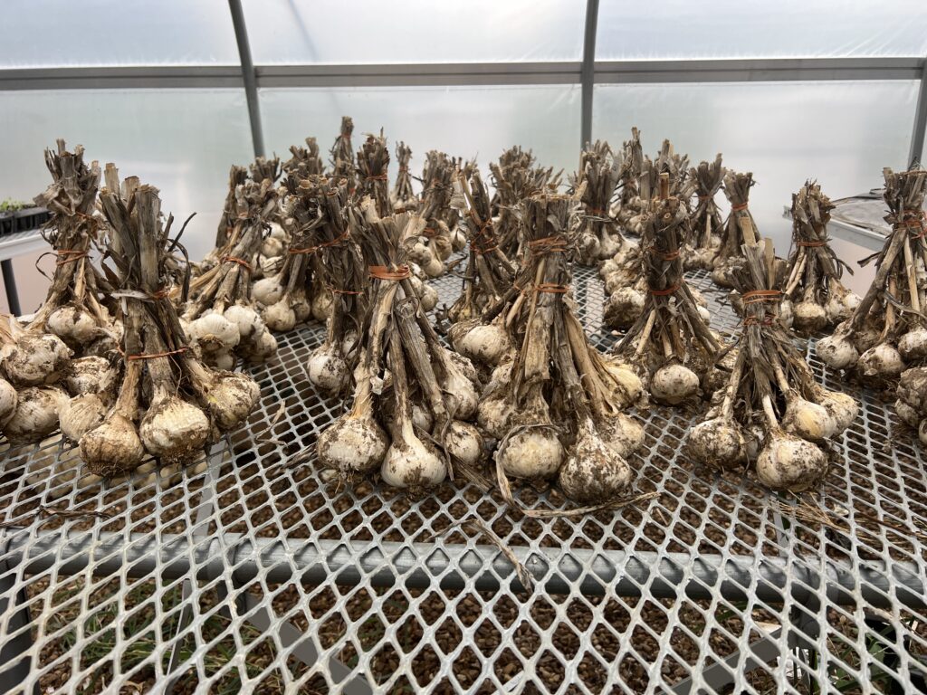 garlic